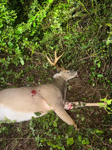 Customer photo review of Aluminum Broadheads