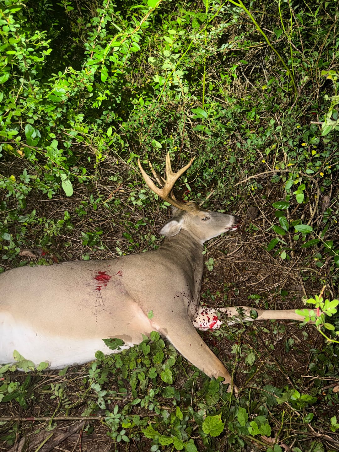 Customer photo review of Aluminum Broadheads