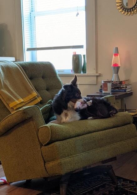 Customer photo review of Floppy Fish - Interactive Dog Toy
