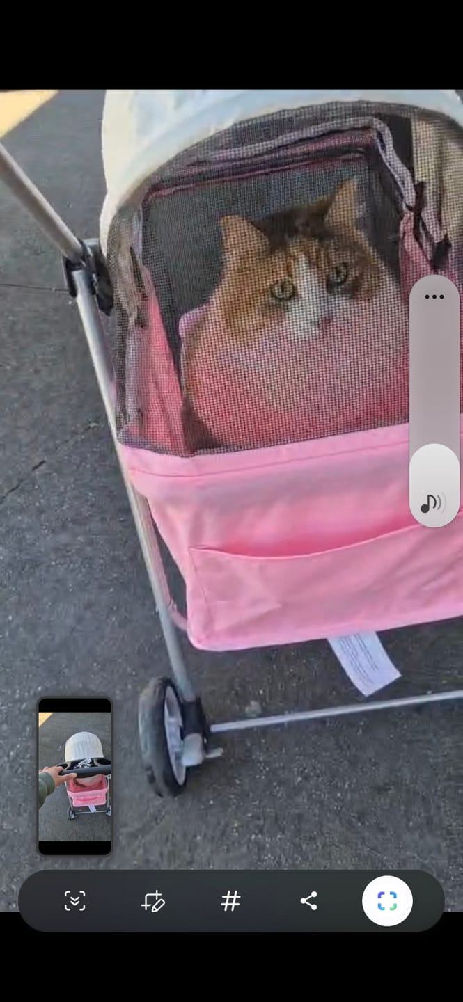 Customer photo review of Compact & Comfortable Pet Stroller