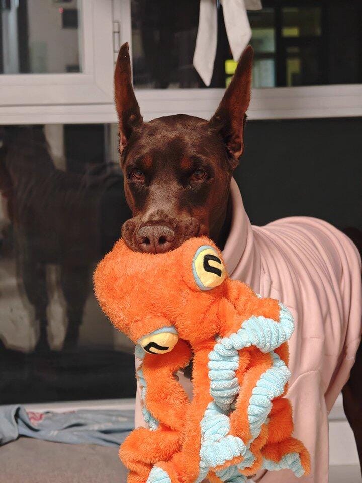 Customer photo review of Big Octopus - Interactive Plush Squeaky Dog Toy