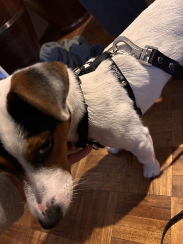 Customer photo review of Arnes H Antitirones Pets Club Confort