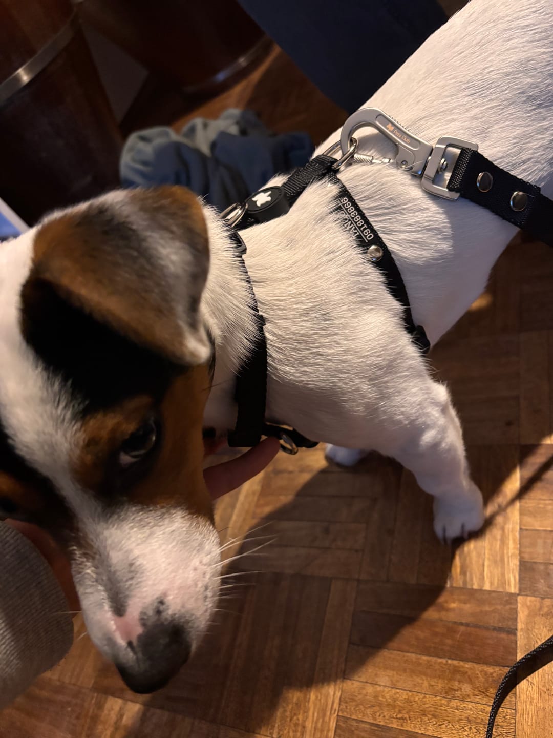 Customer photo review of Arnes H Antitirones Pets Club Confort