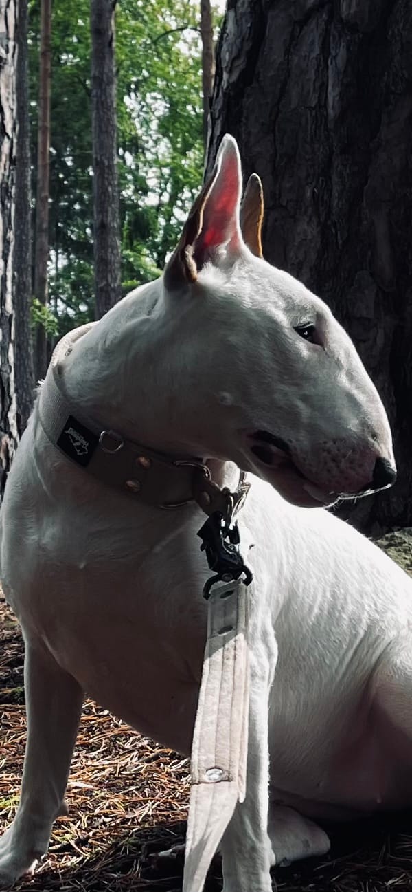 Customer photo review of Szeroka obroża półzaciskowa - Martingale Beżowa