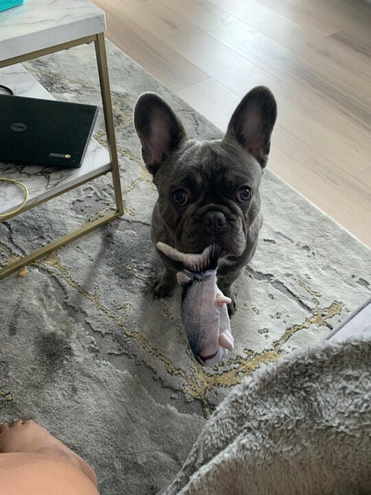 Customer photo review of Floppy Fish - Interactive Dog Toy