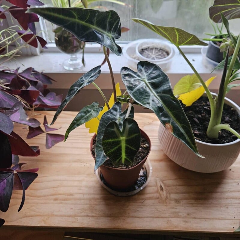 Customer photo review of Alocasia Bambino Arrow in a 4" Nursery Pot