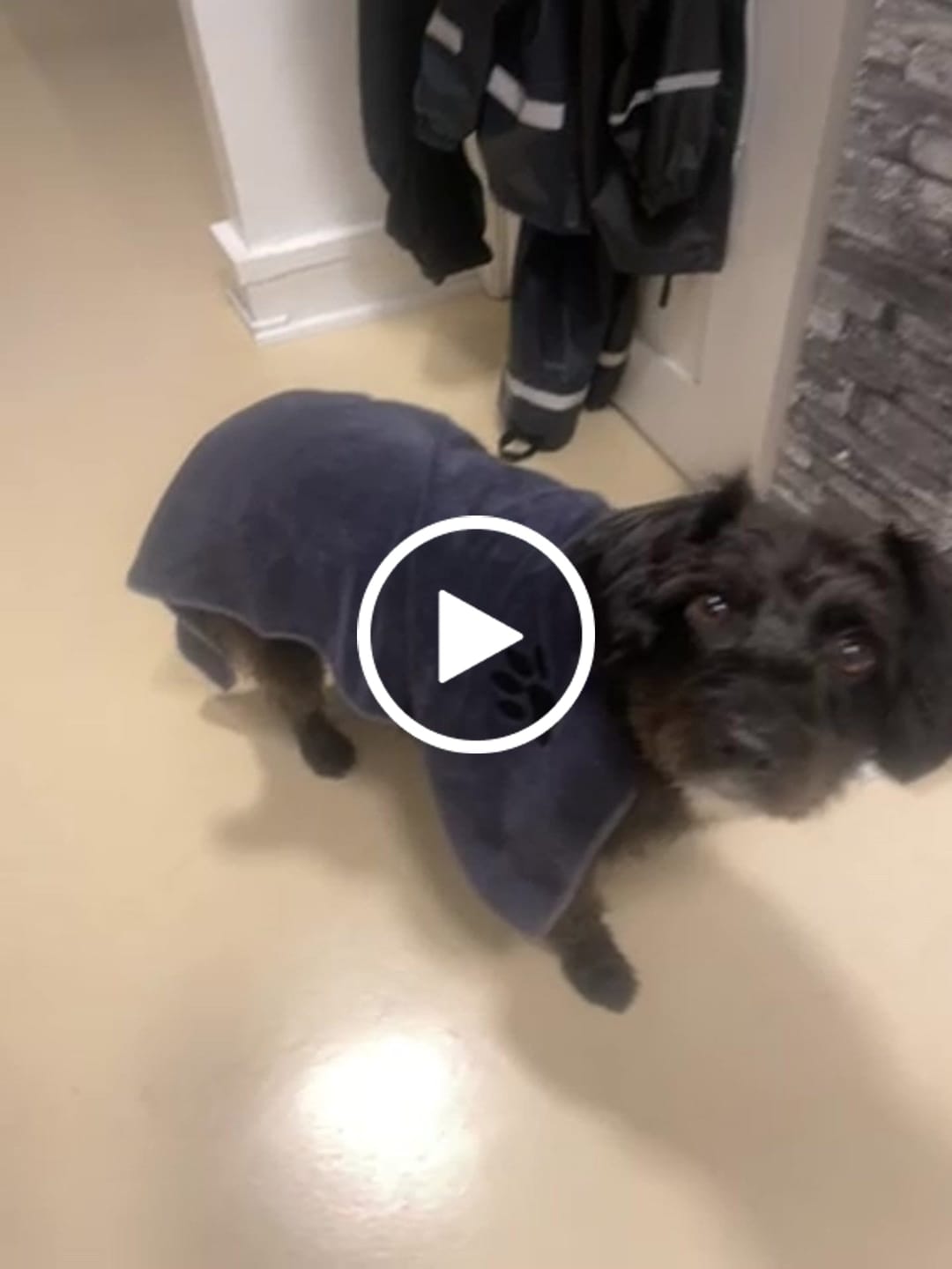 Customer video review of Mikrofiber Håndklæde m. Pote, Grå