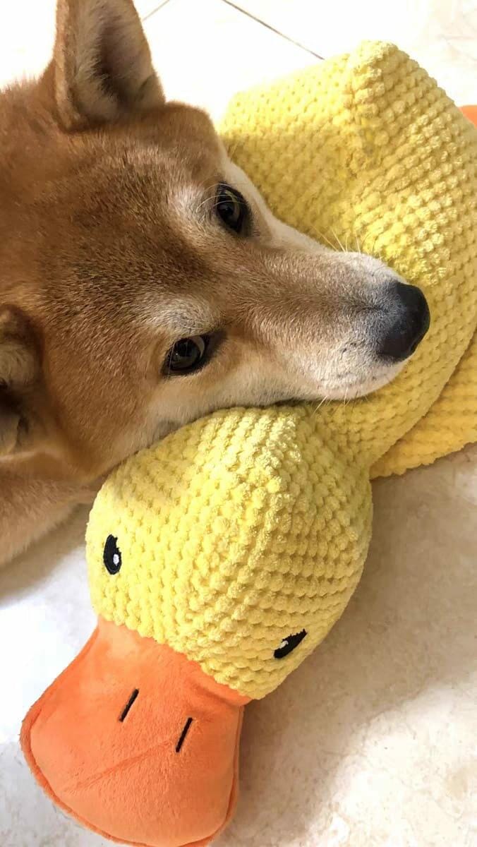 Customer photo review of Calming Duck™ - Interactive Dog Toy