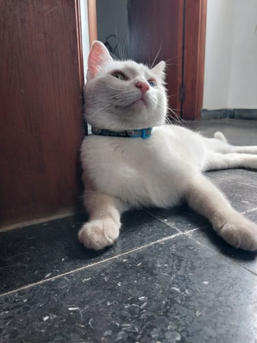 Customer photo review of Collar Remachado (Gato)