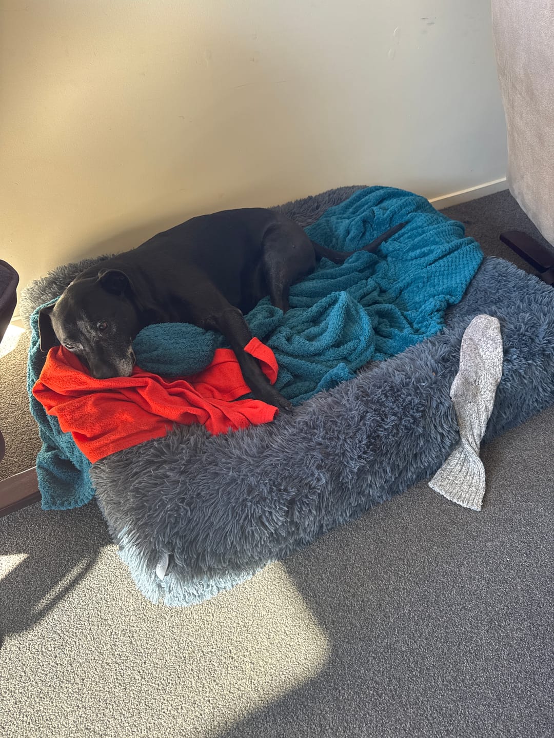 Customer photo review of Orthopaedic Memory Foam Bed