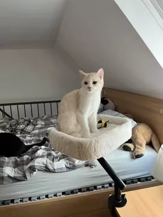 Customer photo review of Cat Desk Bed
