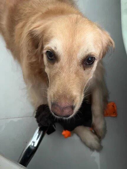 Customer photo review of Quacking Platypus - Interactive Plush Squeaky Dog Toy