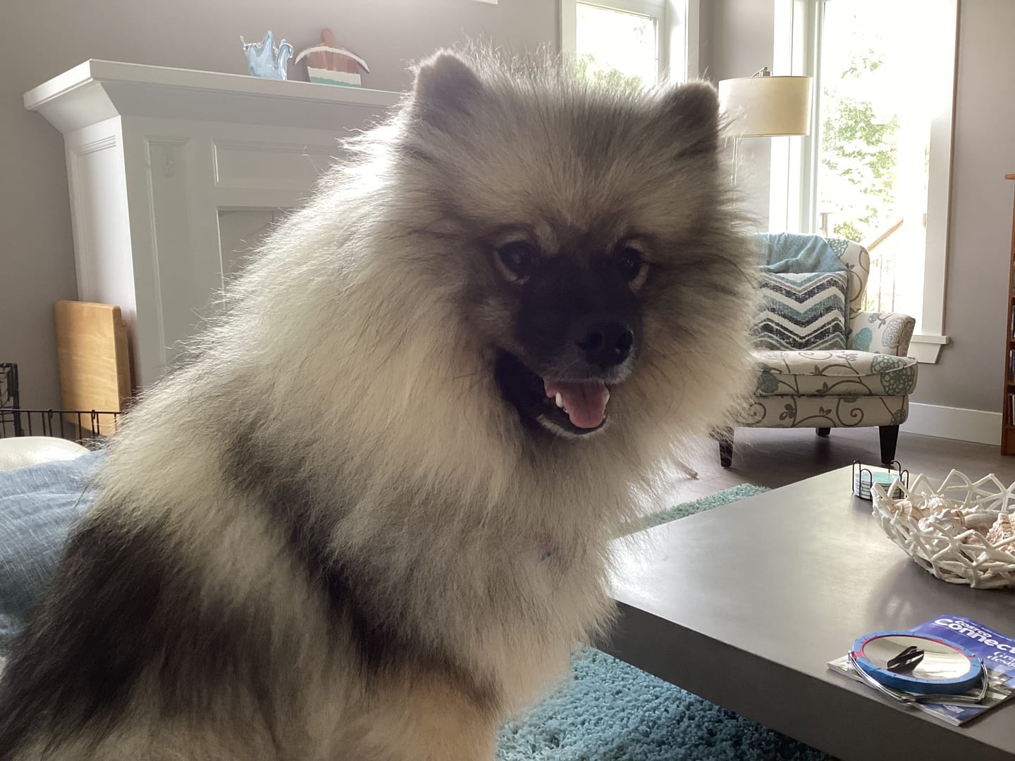Customer photo review of 12 Inch Thick Braided Bully Stick