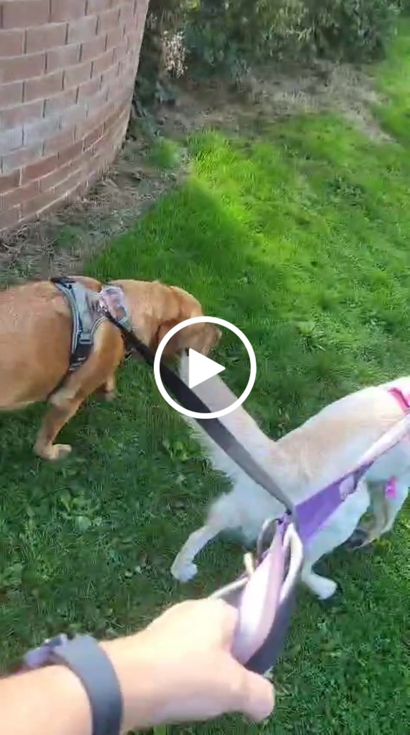 Customer video review of Tough Trails™ Harness - Walkies Ready® Raspberry Pink