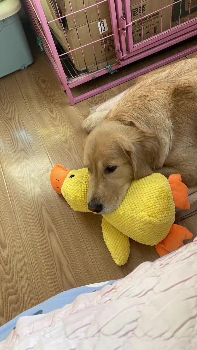 Customer photo review of Calming Duck™ - Interactive Dog Toy