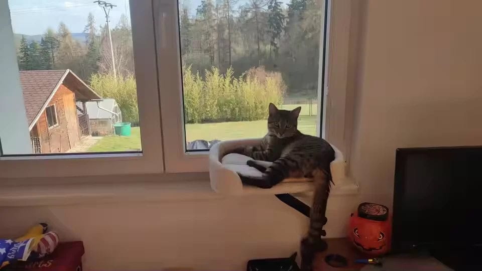 Customer photo review of Cat Desk Bed
