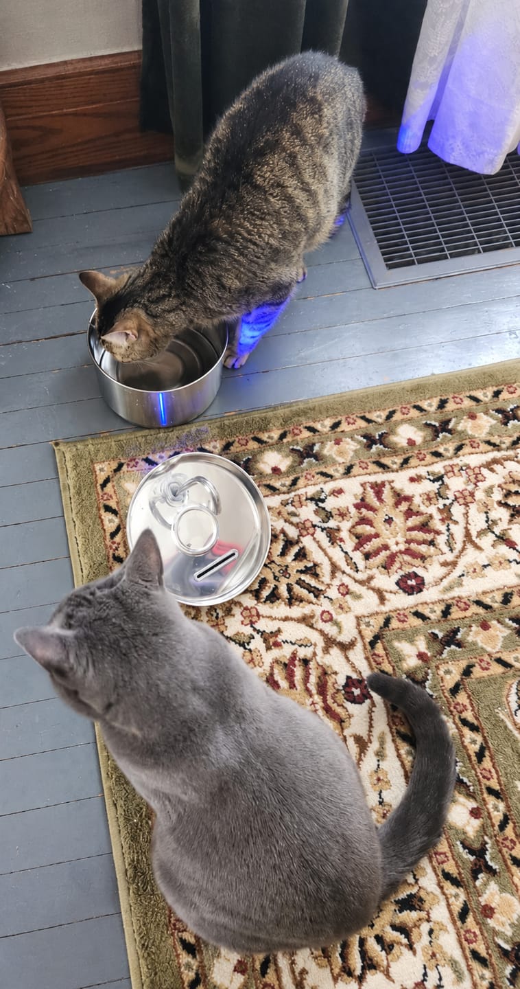 Customer photo review of IsaPet - Fuente de Agua Inalámbrica Mascotas 2.2L