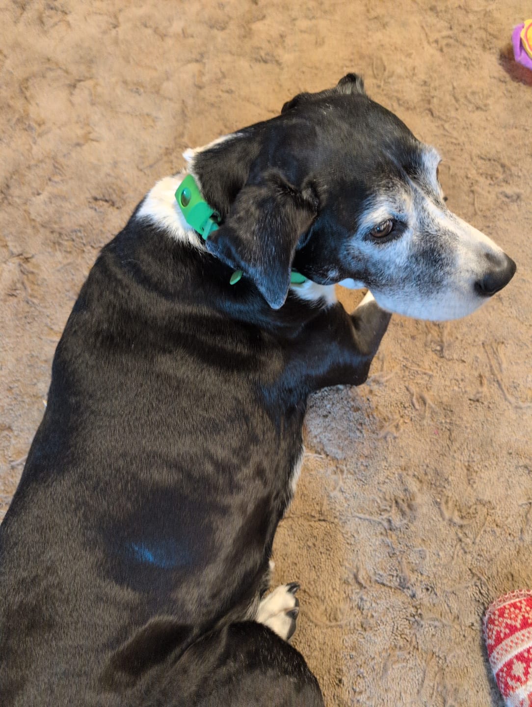 Customer photo review of FurLife™ 12 Months Flea and Tick Free