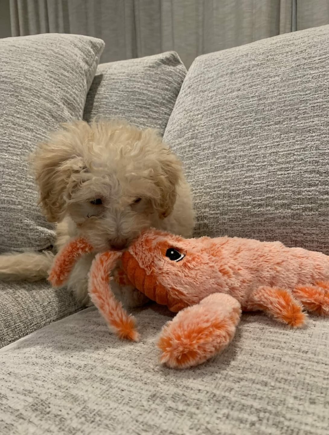 Customer photo review of Floppy Lobster - Interactive Dog Toy