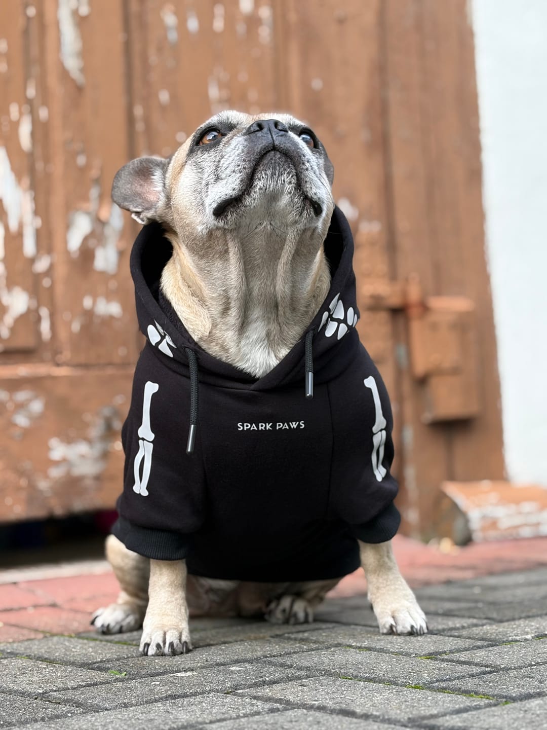Customer photo review of Halloween Dog Hoodie - Reflective Skeleton (2)