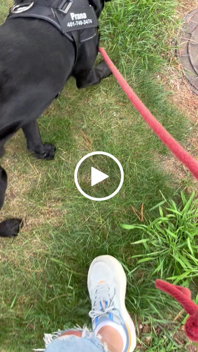 Customer video review of Dogshood ™ No Pull Harness