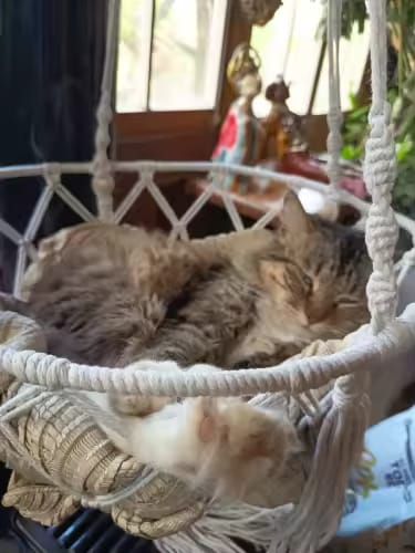 Customer photo review of Hammock Cat Bed