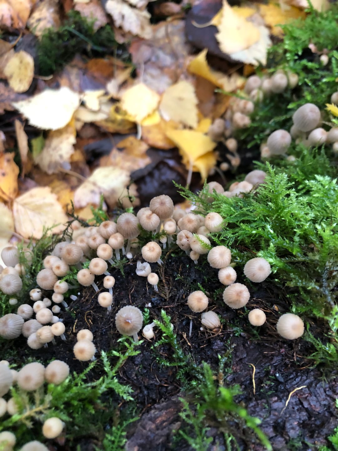 Customer photo review of Mushroom Gummies