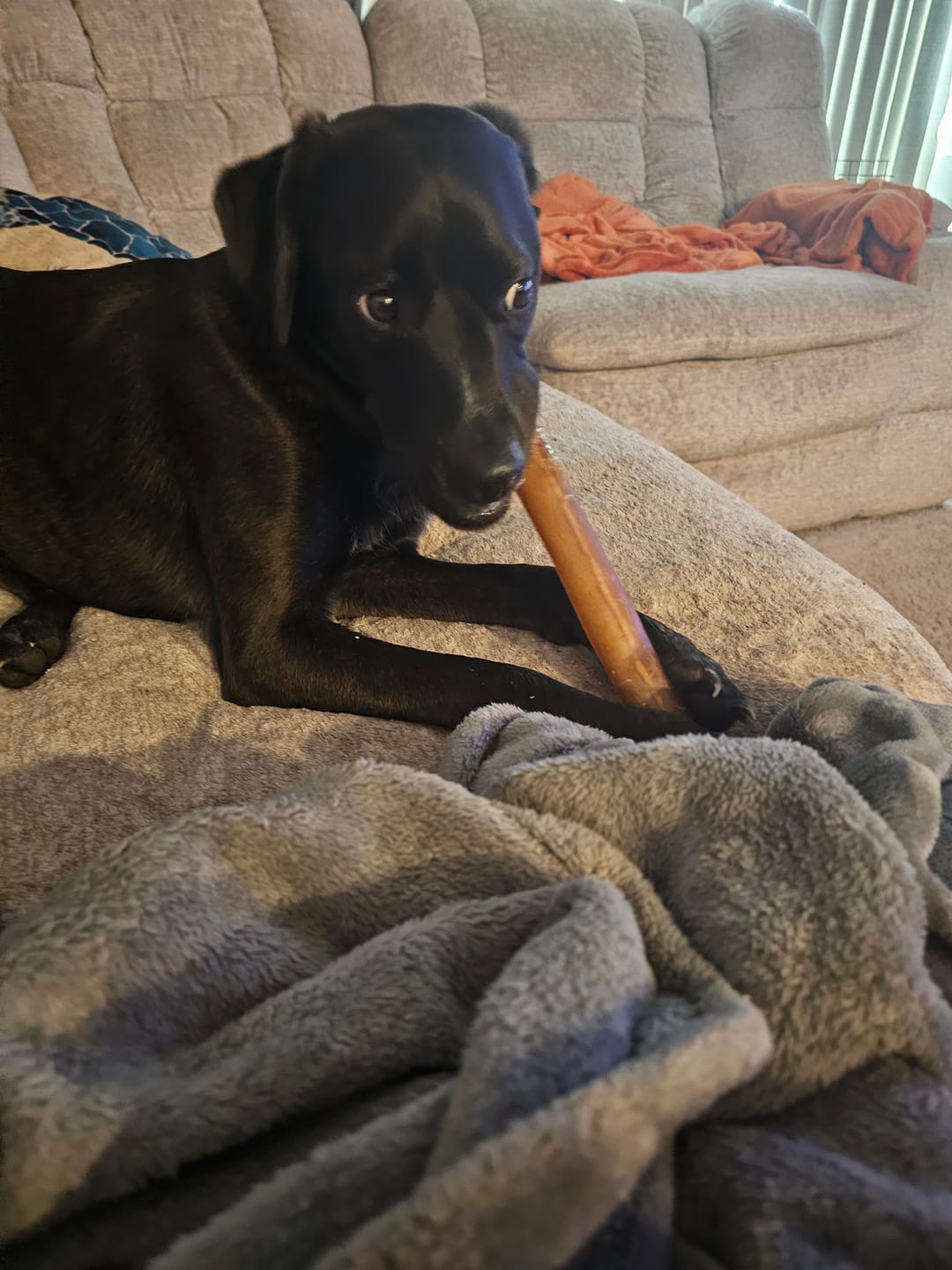 Customer photo review of Super Bull Sticks