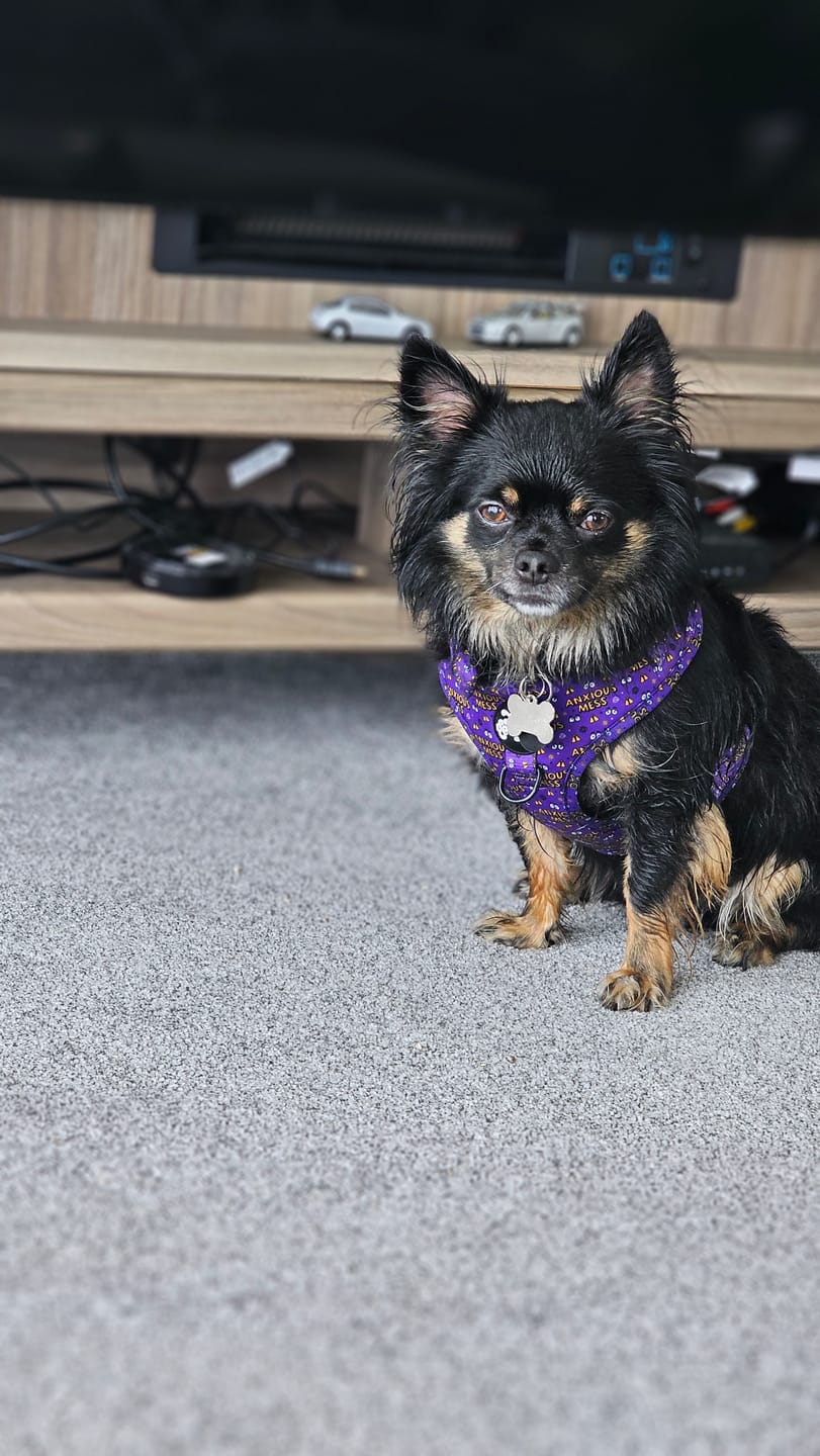 Customer photo review of Anxious mess harness