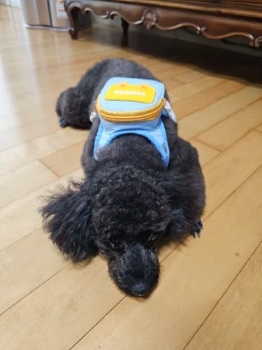 Customer photo review of WUFFLE™ Pet Backpack Harness