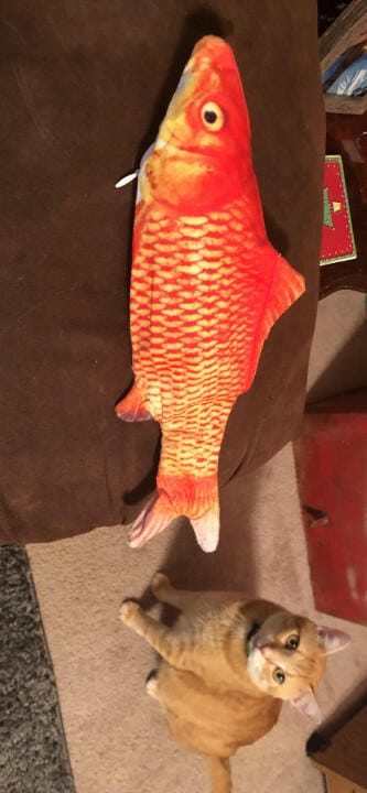 Customer photo review of Floppy Fish - Interactive Dog Toy