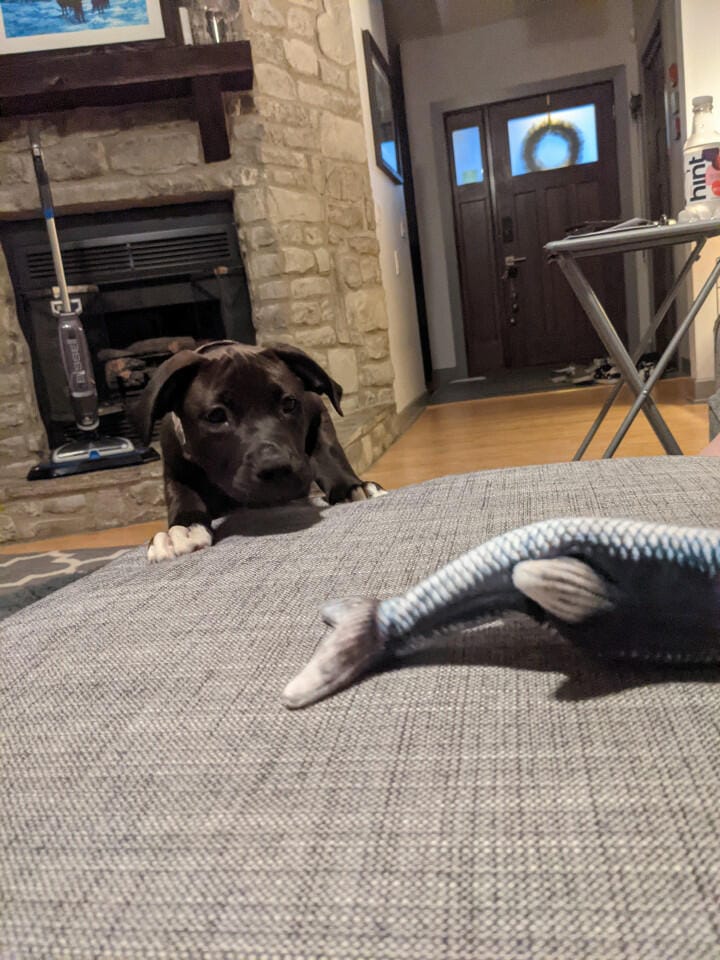 Customer photo review of Floppy Fish - Interactive Dog Toy