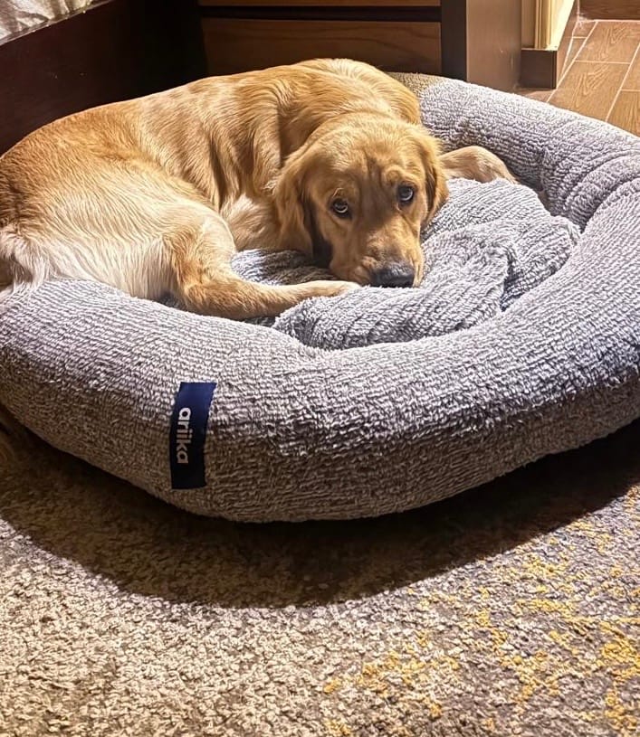 Customer photo review of Snoozy Pet Bed