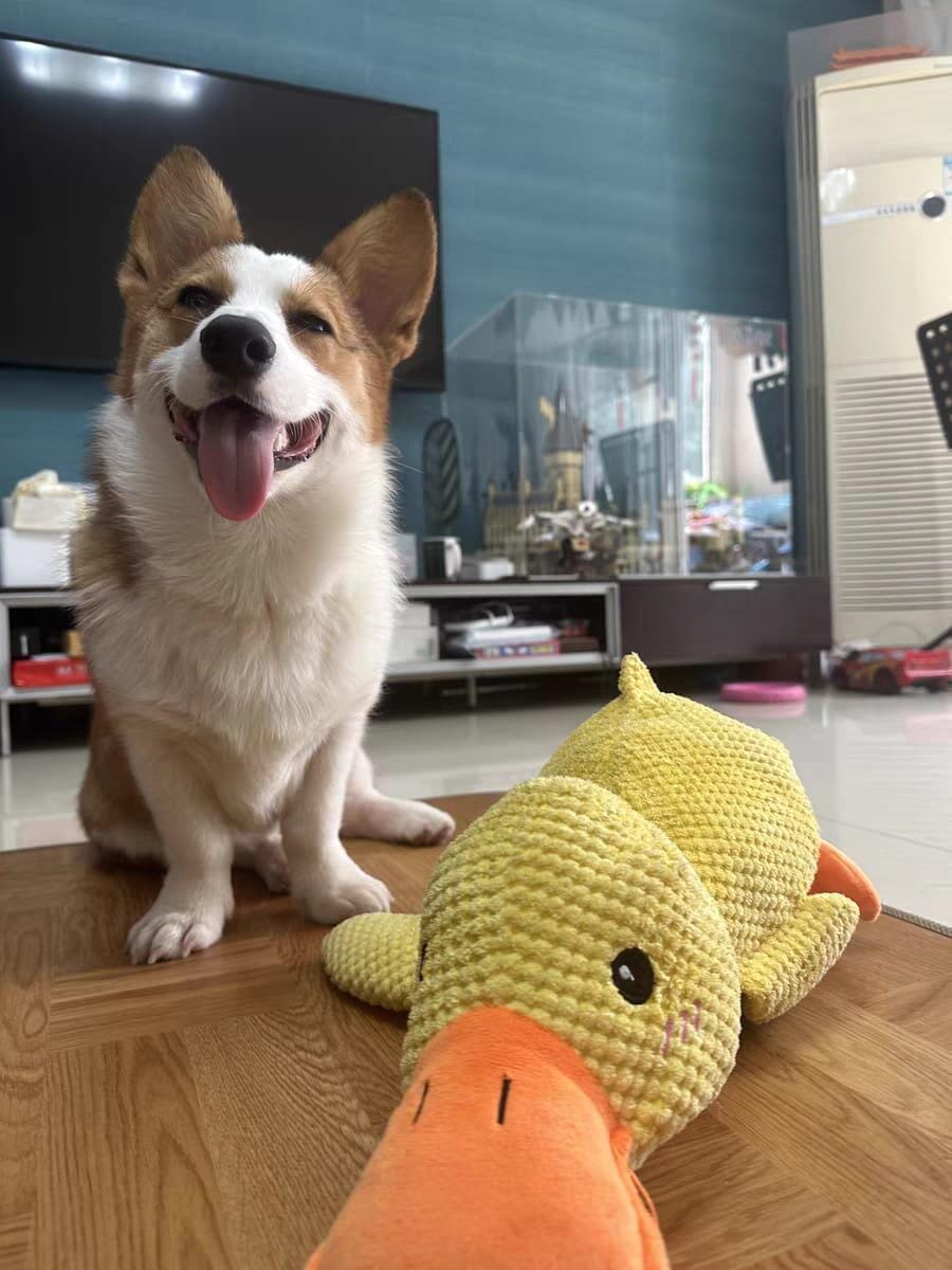 Customer photo review of Calming Duck™ - Interactive Dog Toy