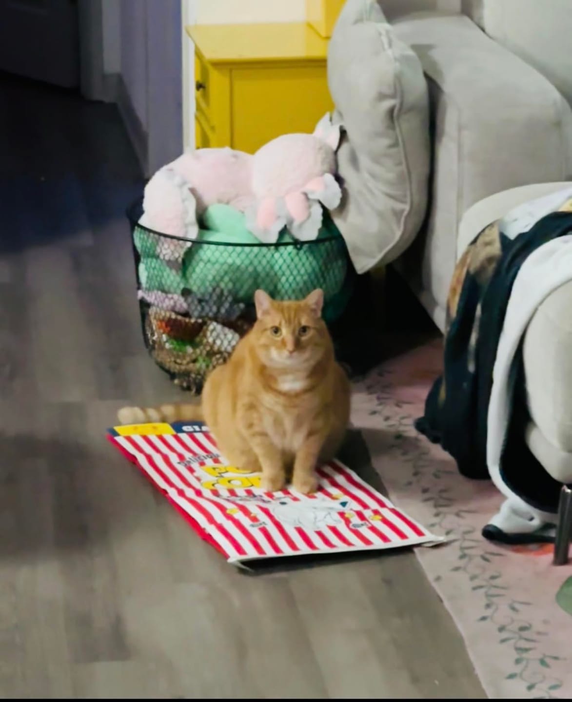 Customer photo review of CrinkleCove™ Double-Layer Paper Cat Hideout