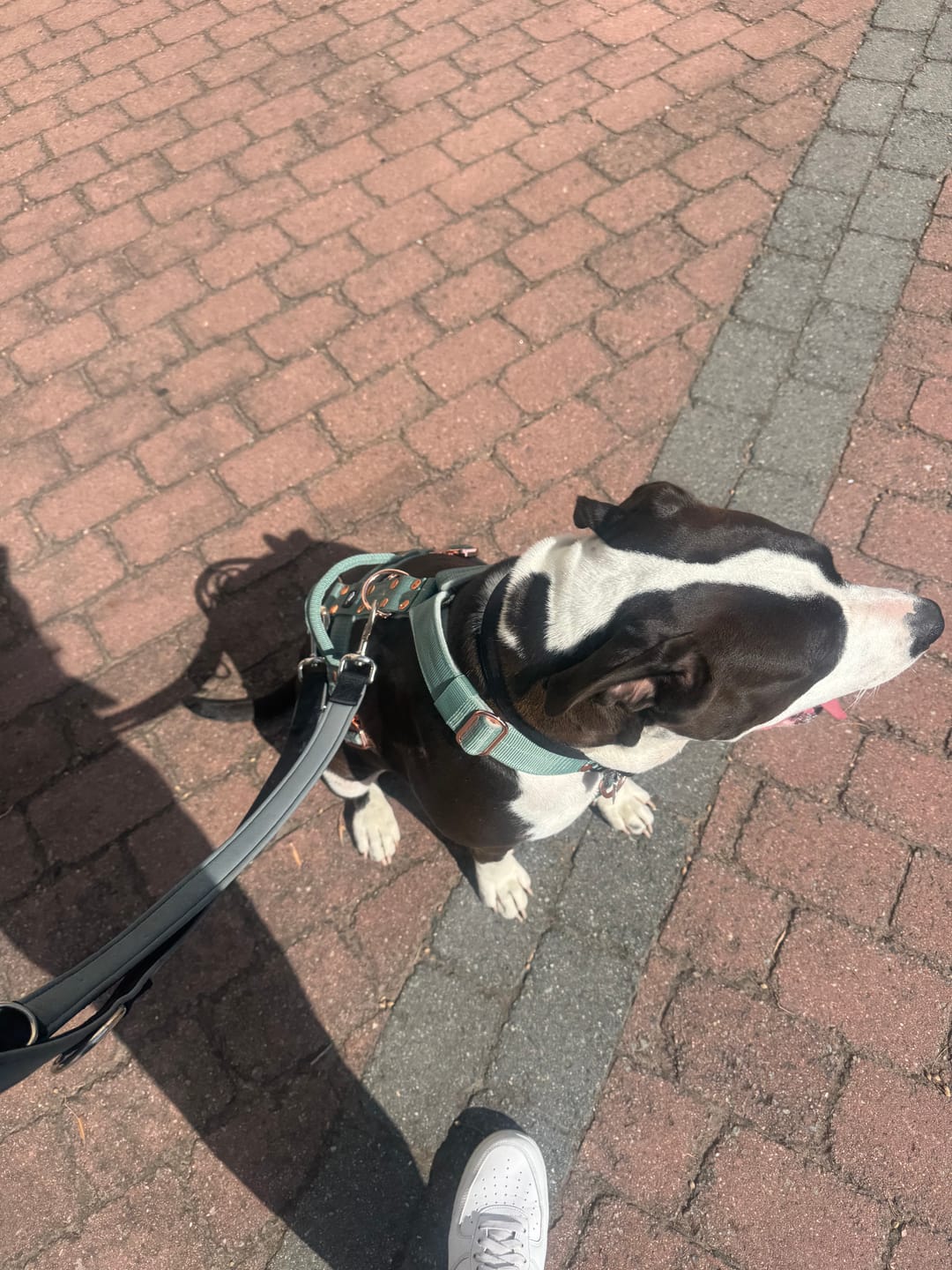 Customer photo review of Easy Walk Extreme Rose Pastel Green - Sele med snabbspänne