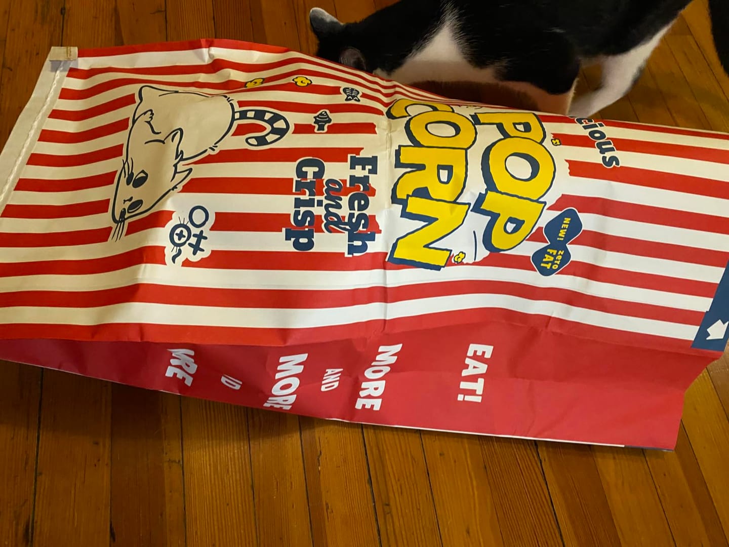 Customer photo review of CrinkleCove™ Double-Layer Paper Cat Hideout