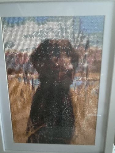Customer photo review of Labrador in the field | Diamond Painting Kit