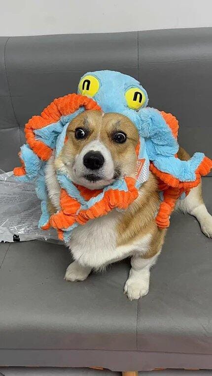 Customer photo review of Big Octopus - Interactive Plush Squeaky Dog Toy