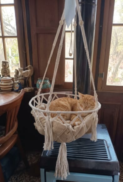 Customer photo review of Hammock Cat Bed