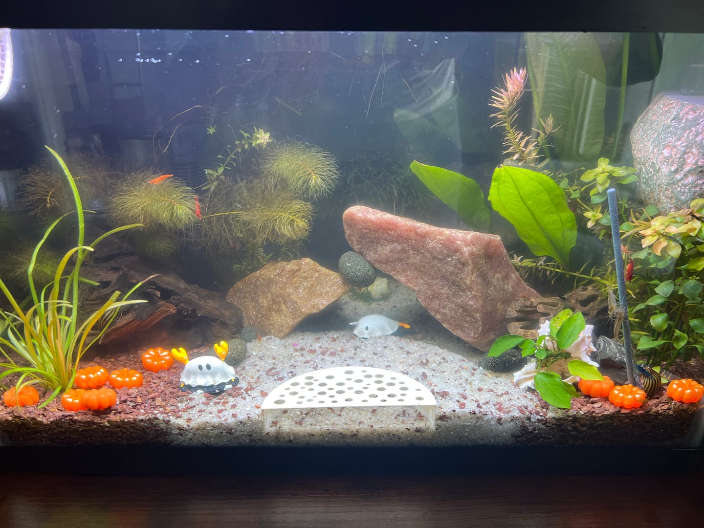 Customer photo review of Neocaridina Skittles Shrimp Pack – Assorted Freshwater Colors