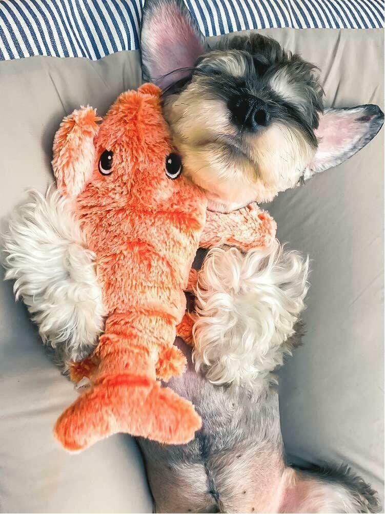 Customer photo review of Floppy Lobster - Interactive Dog Toy