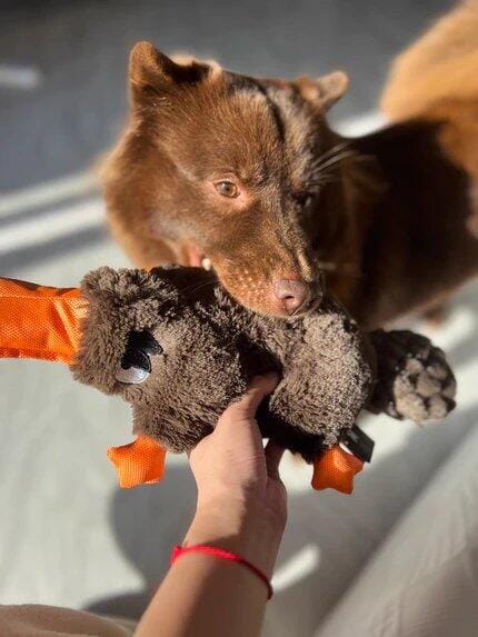 Customer photo review of Quacking Platypus - Interactive Plush Squeaky Dog Toy