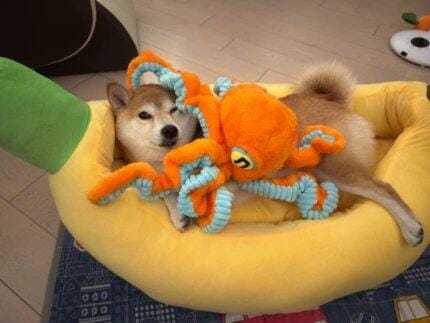 Customer photo review of Big Octopus - Interactive Plush Squeaky Dog Toy