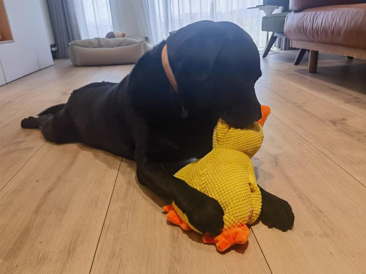 Customer photo review of Calming Duck™ - Interactive Dog Toy