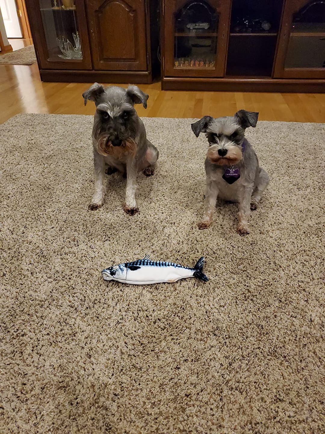 Customer photo review of Floppy Fish - Interactive Dog Toy