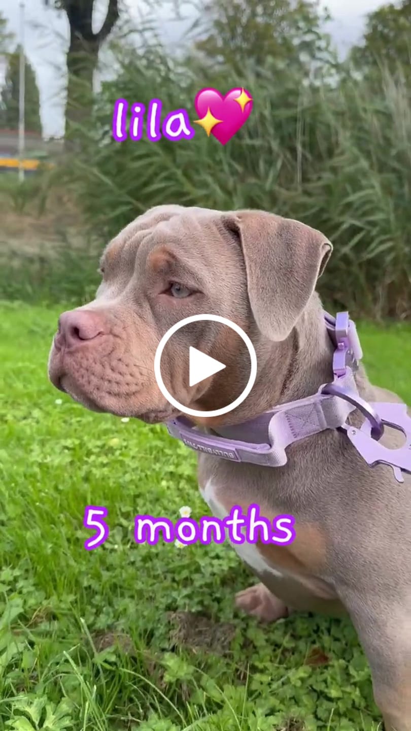 Customer video review of 1.4m Lighter Swivel Combat Leash | Anti-Tangle & Secure Clip - Lavender X Ube