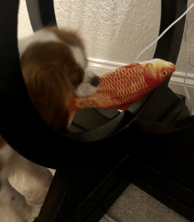 Customer photo review of Floppy Fish - Interactive Dog Toy