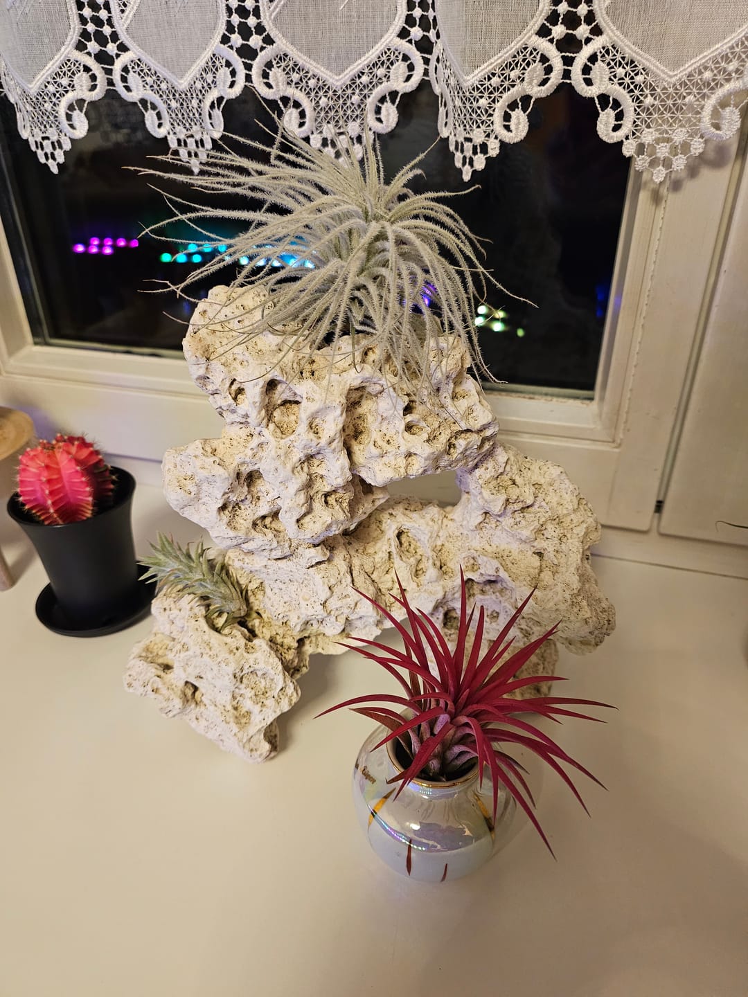 Customer photo review of Tillandsia tectorum "snow"