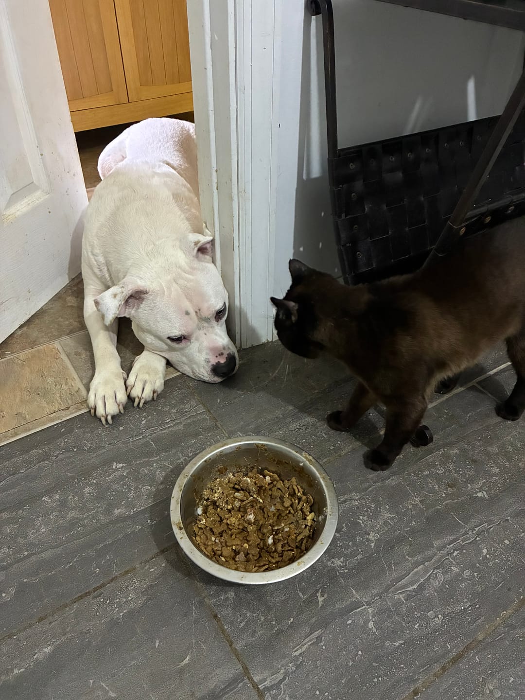 Customer photo review of Trouble Spot Drying Paste - Canine and Cats - 5oz
